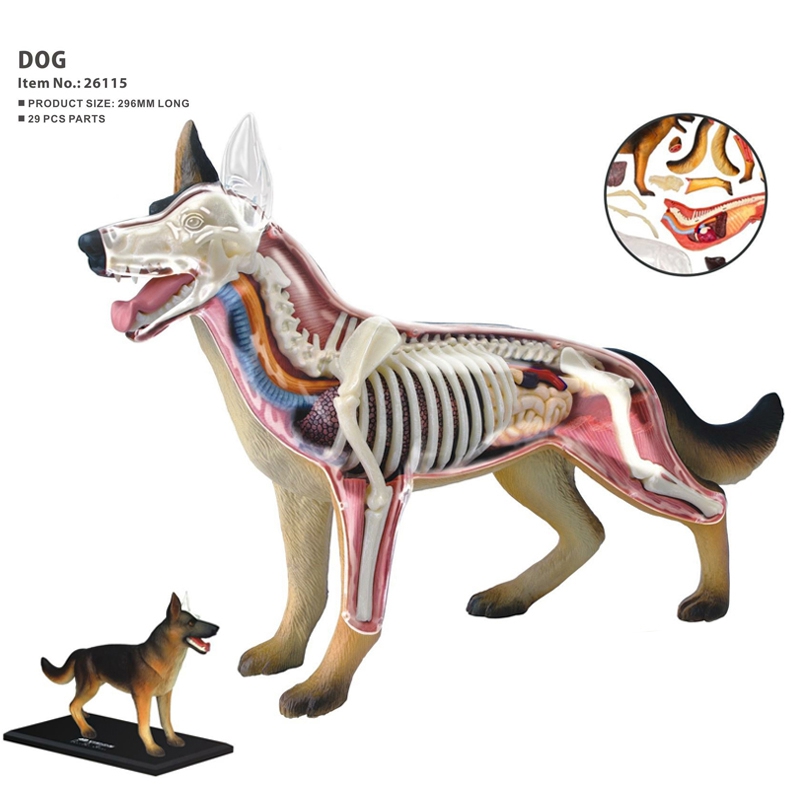 Modelo de Anatomia de Órgãos A - Dog Toys avaliação e preço